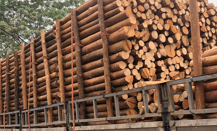 Vietnamese cinnamon products: Dried wood