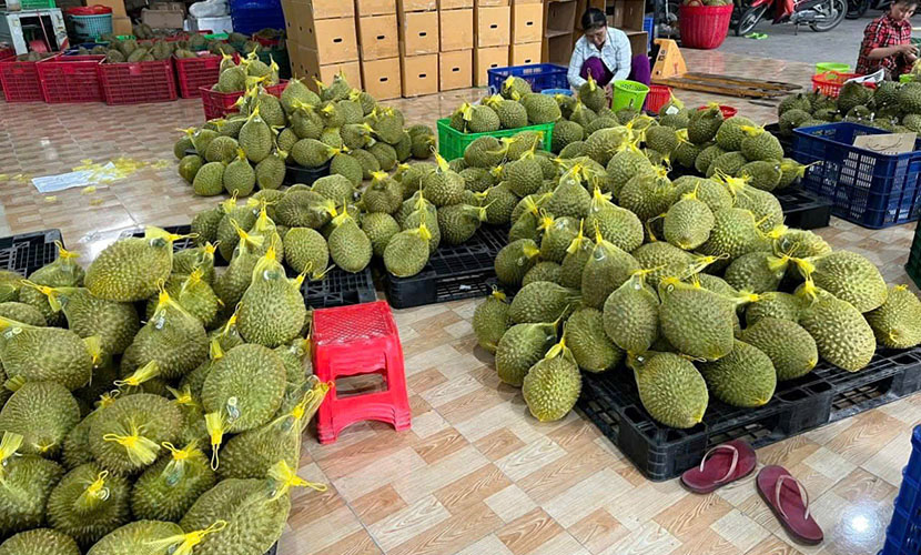 Vietnamese durian factory