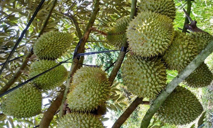 Vietnamese durian
