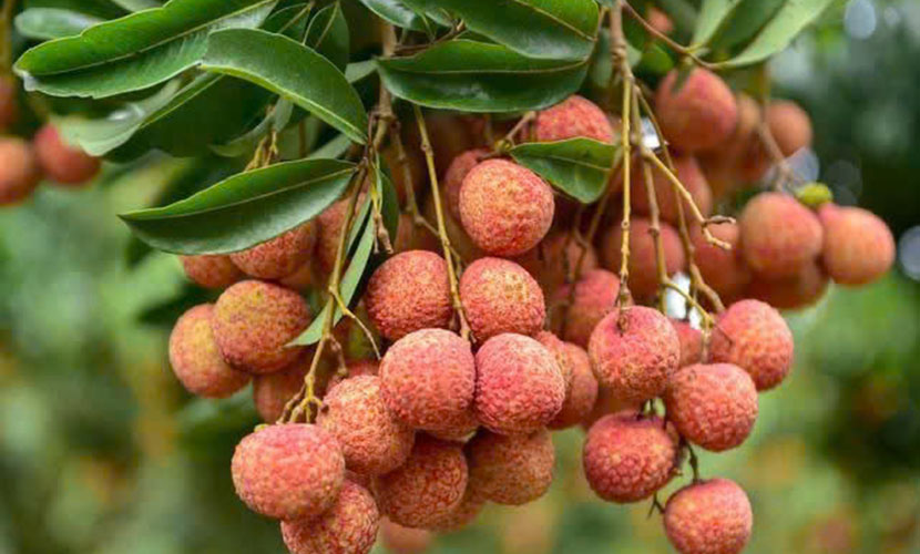 Fresh lychee from Vietnam