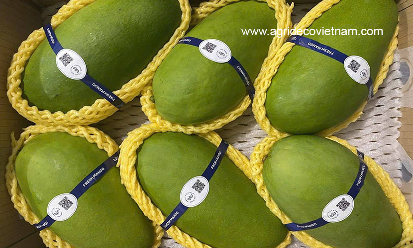 Vietnamese fresh mango