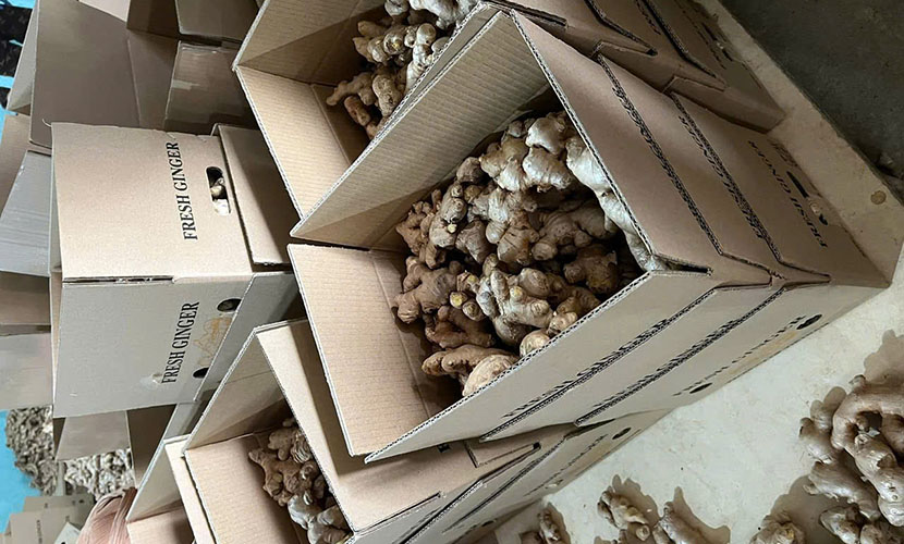 Vietnamese ginger carton boxes