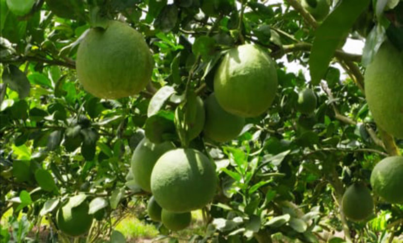 A grapefruit farm in Vietnam