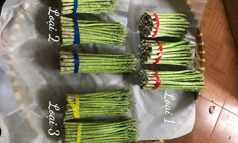 Three types of Vietnamese organic asparagus for export