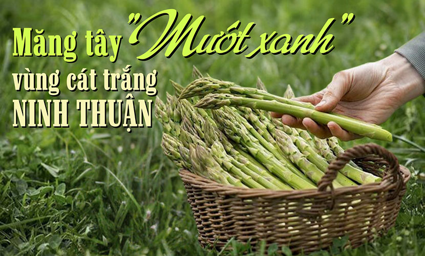 Vietnamese green asparagus