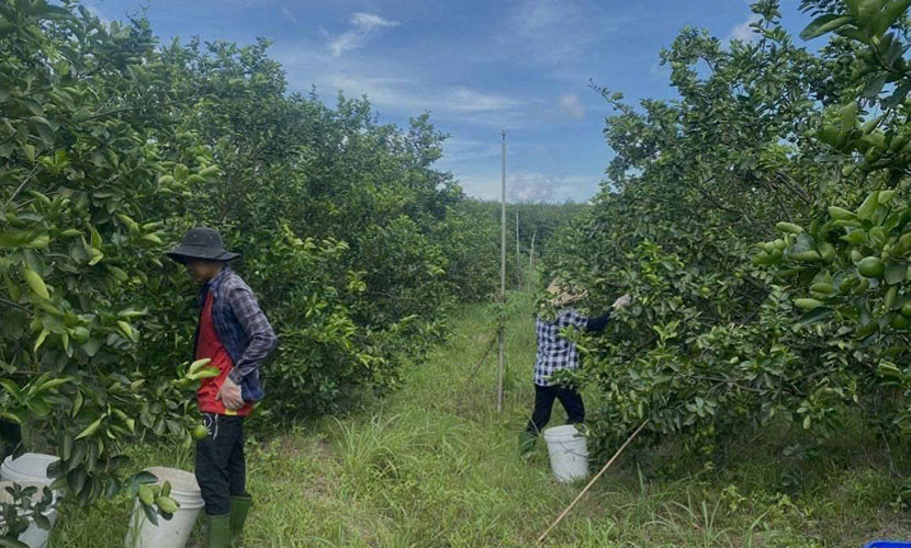 Vietnamese green lime farm