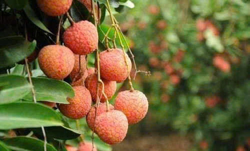 Vietnamese lychees