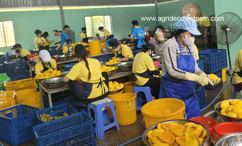 A factory of Vietnamese mango