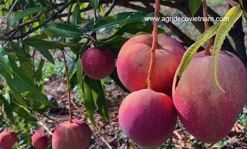 Vietnamese mango farm