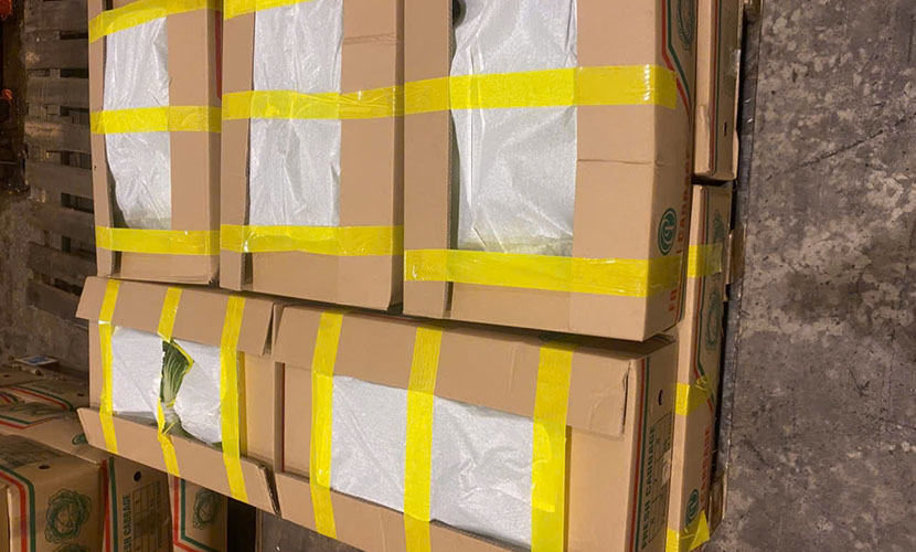 Vietnamese napa cabbage for export