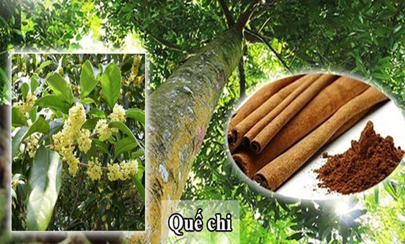 Vietnamese organic cassia