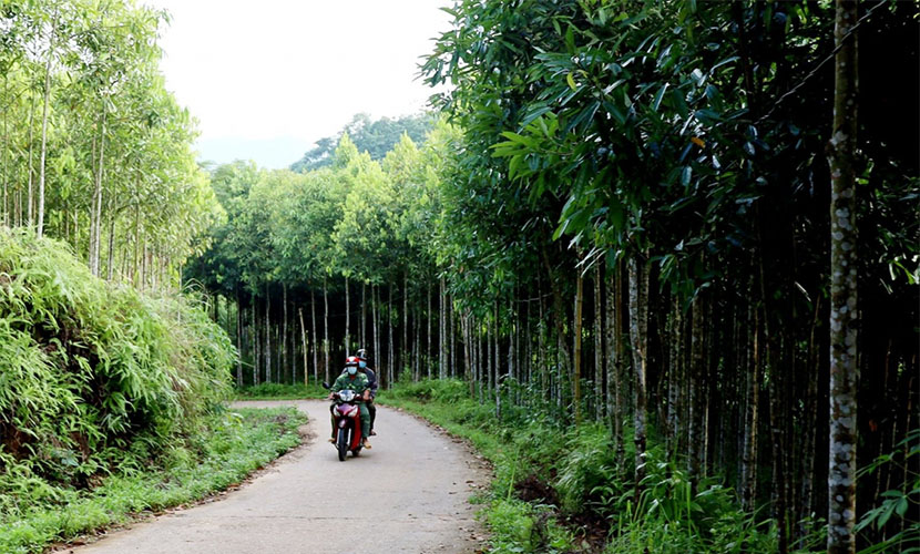 Vietnamese organic cinnamon forest
