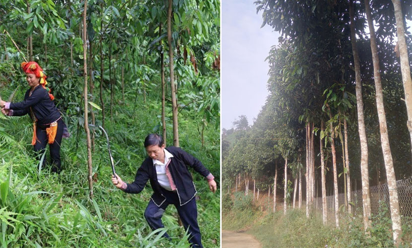 Vietnamese organic cinnamon model