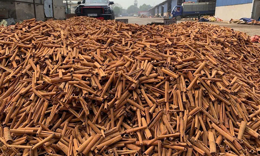 Vietnamese organic cinnamon sticks