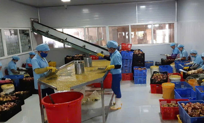 Vietnamese passion fruit factory