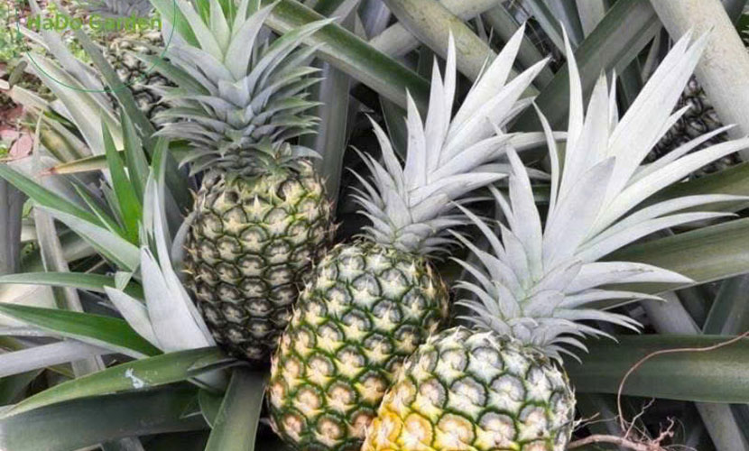 Vietnamese pineapple