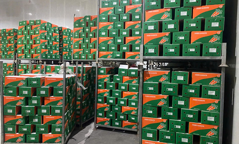 Vietnamese premium carrot boxes