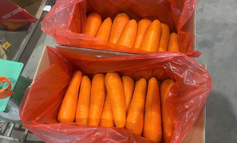 Vietnamese premium carrots for export
