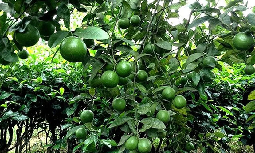 A farm of seedless lime