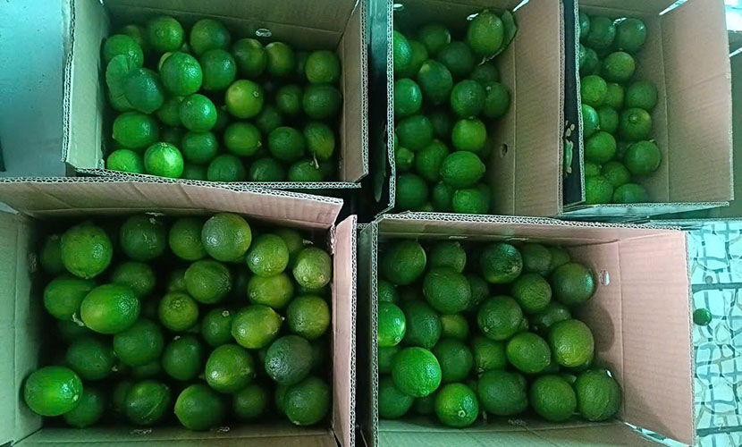 Vietnamese seedless limes