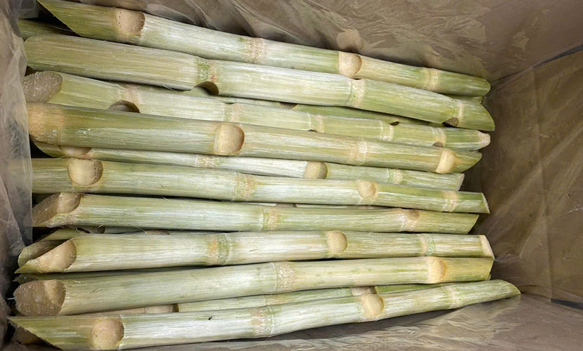 Vietnamese sugarcane exports