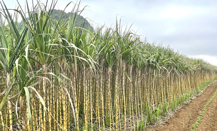 Vietnamese sugarcane farm
