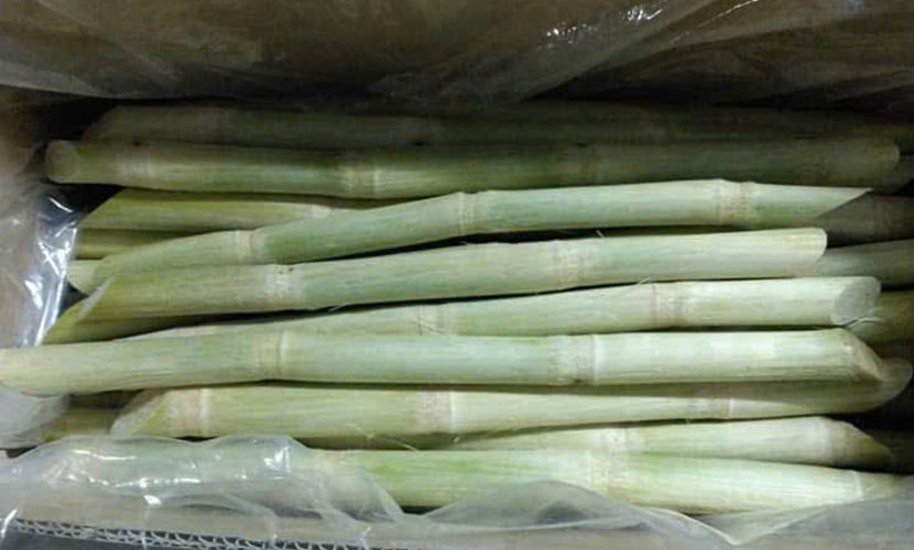 Vietnamese sugarcane for export