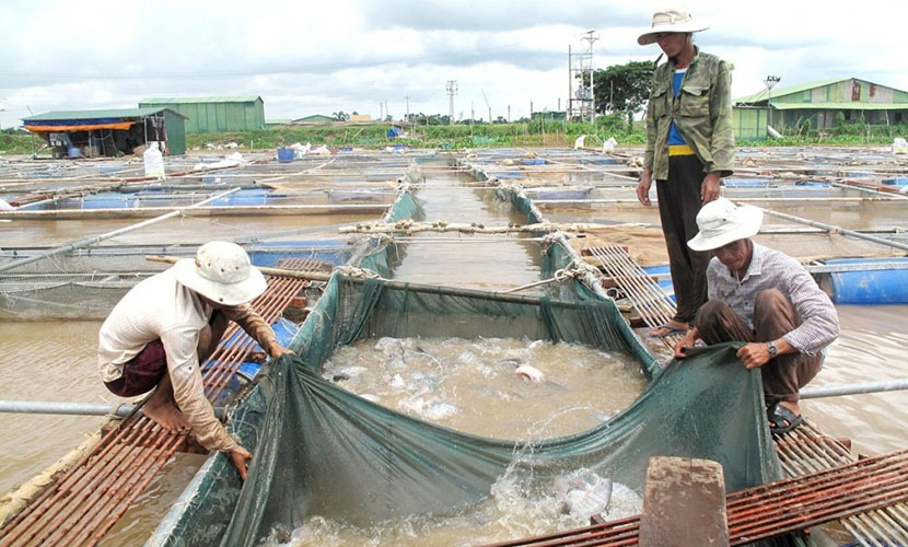 Vietnamese tilapia exports