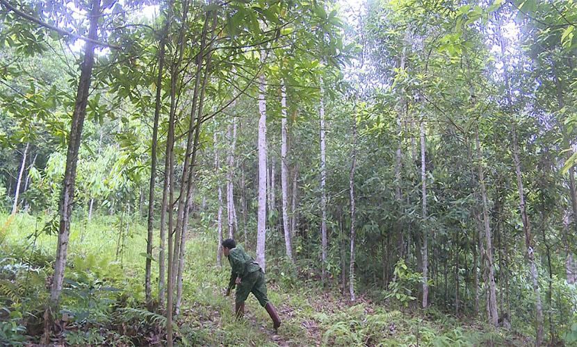 Vietnamese cinnamon forest