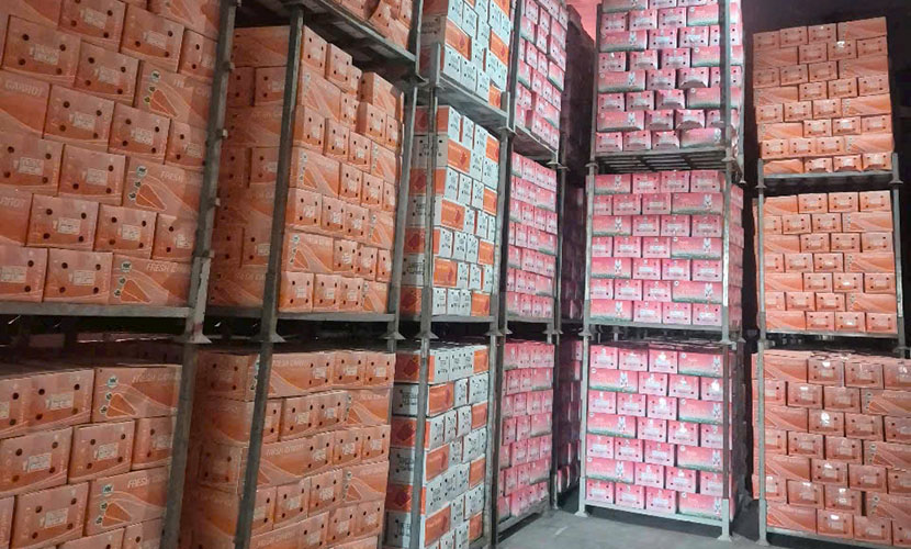 A warehouse of Vietnamese carrots for export