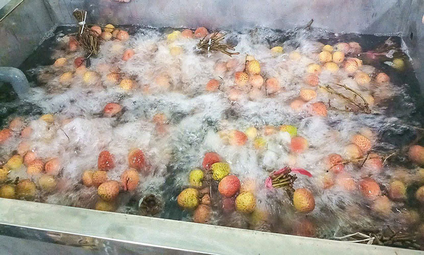Washing Vietnamese lychees for export