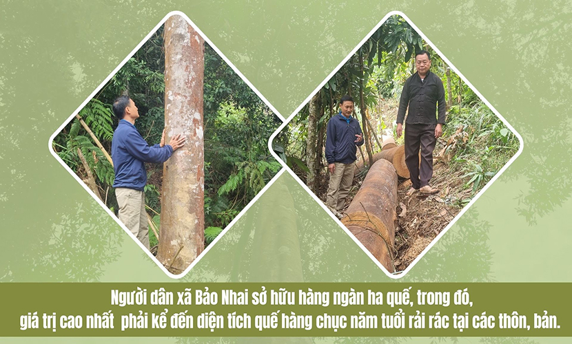 An ancient cinnamon tree in Bao Nhai commune