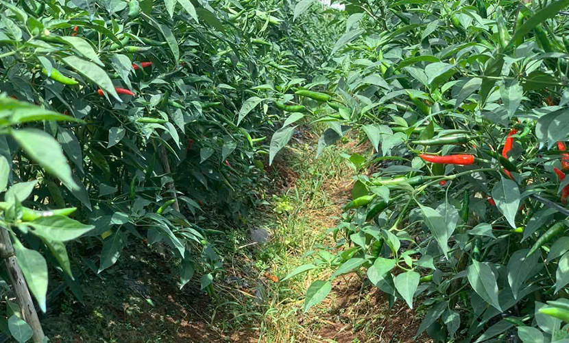 Bird's eye chili farm
