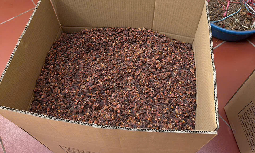 Broken star aniseed from Vietnam