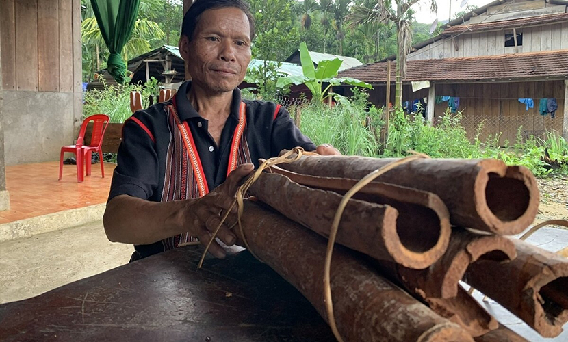 Cinnamon sticks from Vietnam