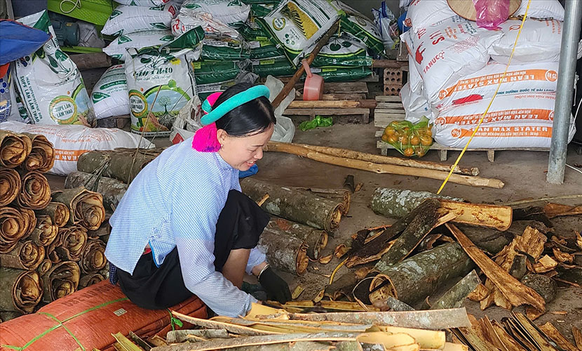 Cutting Vietnamese cinnamon barks