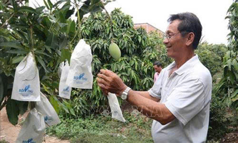 Dong Thap mango farm