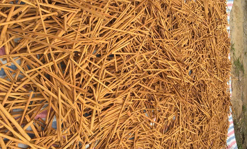 Drying Vietnamese cinnamon sticks