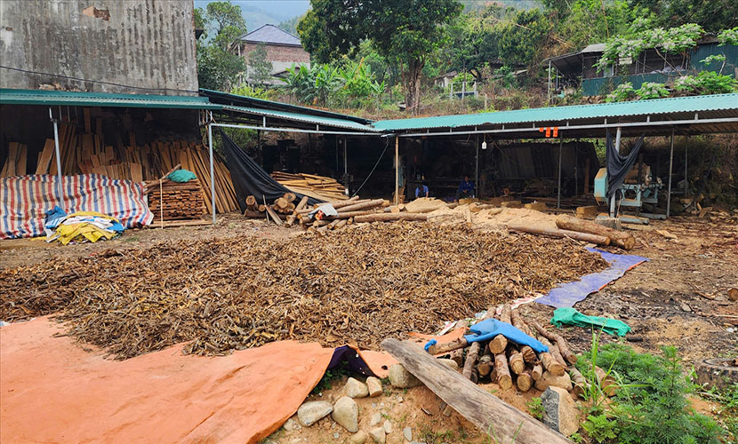 Drying Vietnamese cinnamon