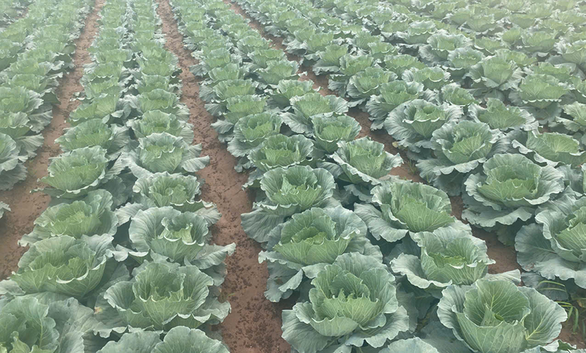 Farm of Vietnamese cabbages