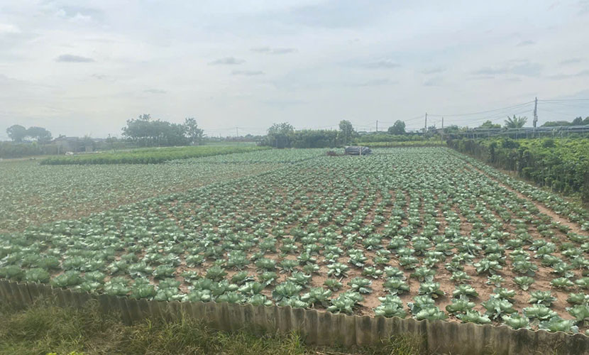 Farms of Vietnamese vegetables in Van Duc commune