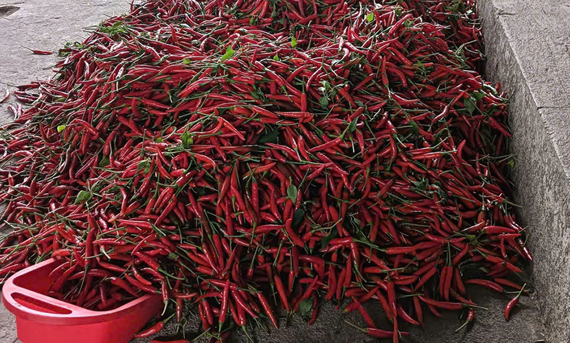 Fresh bird's eye chili