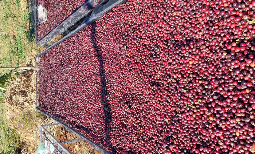 Fresh coffee from Vietnam