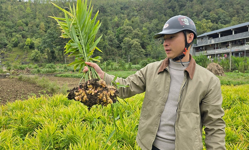Fresh ginger from Vietnam