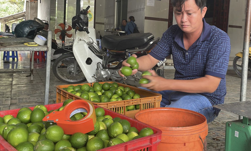 Green lime from Vinh Long