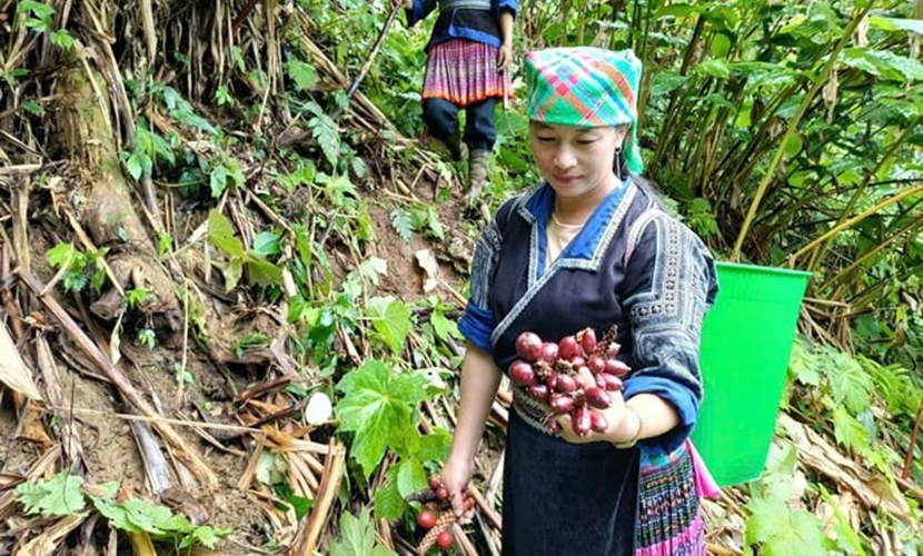 Harvesting Vietnamese cardamom