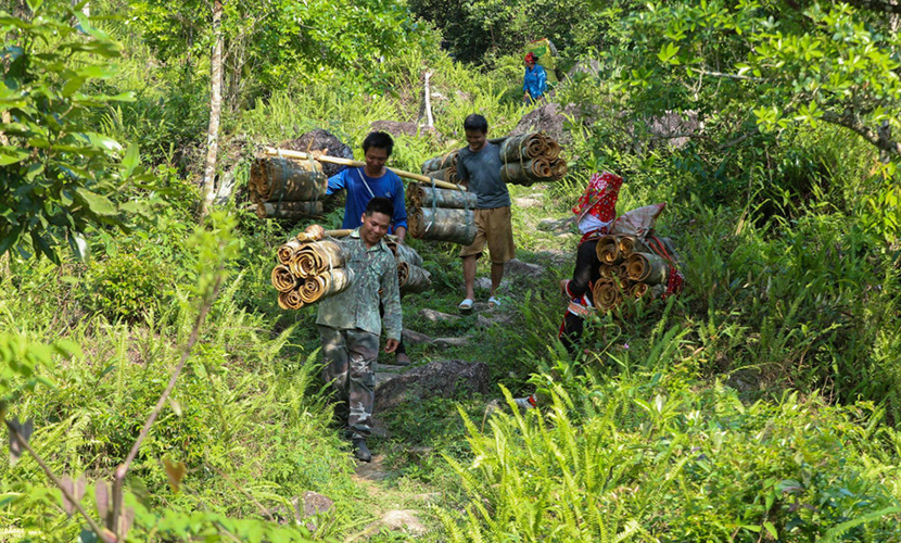 Harvesting Vietnamese cinnamon trees