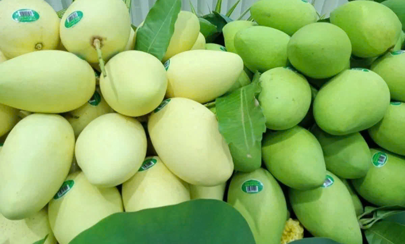 Hoa Loc mangoes