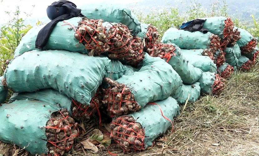 Lai Chau canna roots