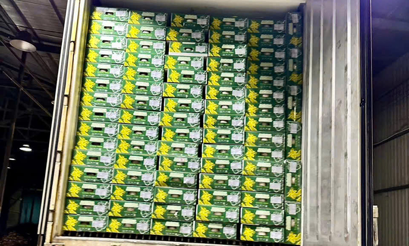 Loading Vietnam's coconut exports